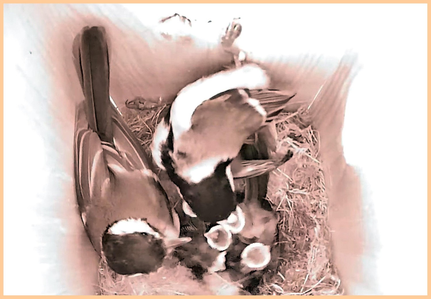 livebirdspoland_acf41eb3b0d8ff15586704d36860c302.jpg