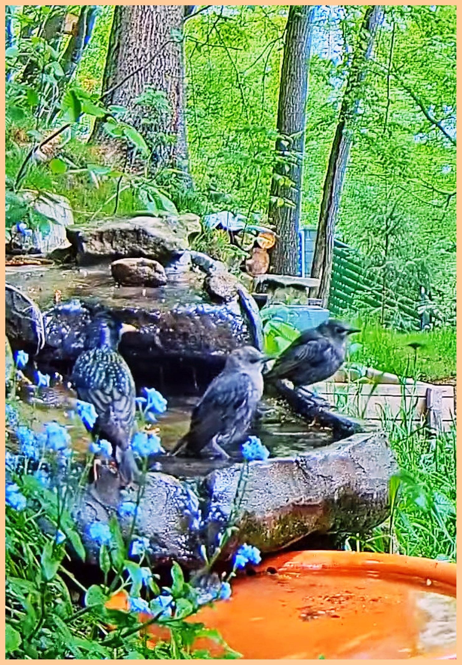 livebirdspoland_ff707e352bab804eacbb9fb26d30652b.jpg