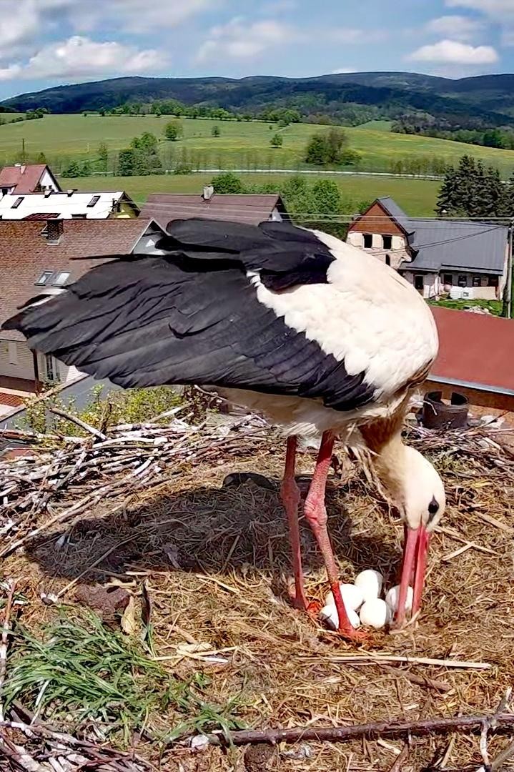 livebirdspoland_c1e0d4d118e8ea5bd25195f5b4c690e6.jpg
