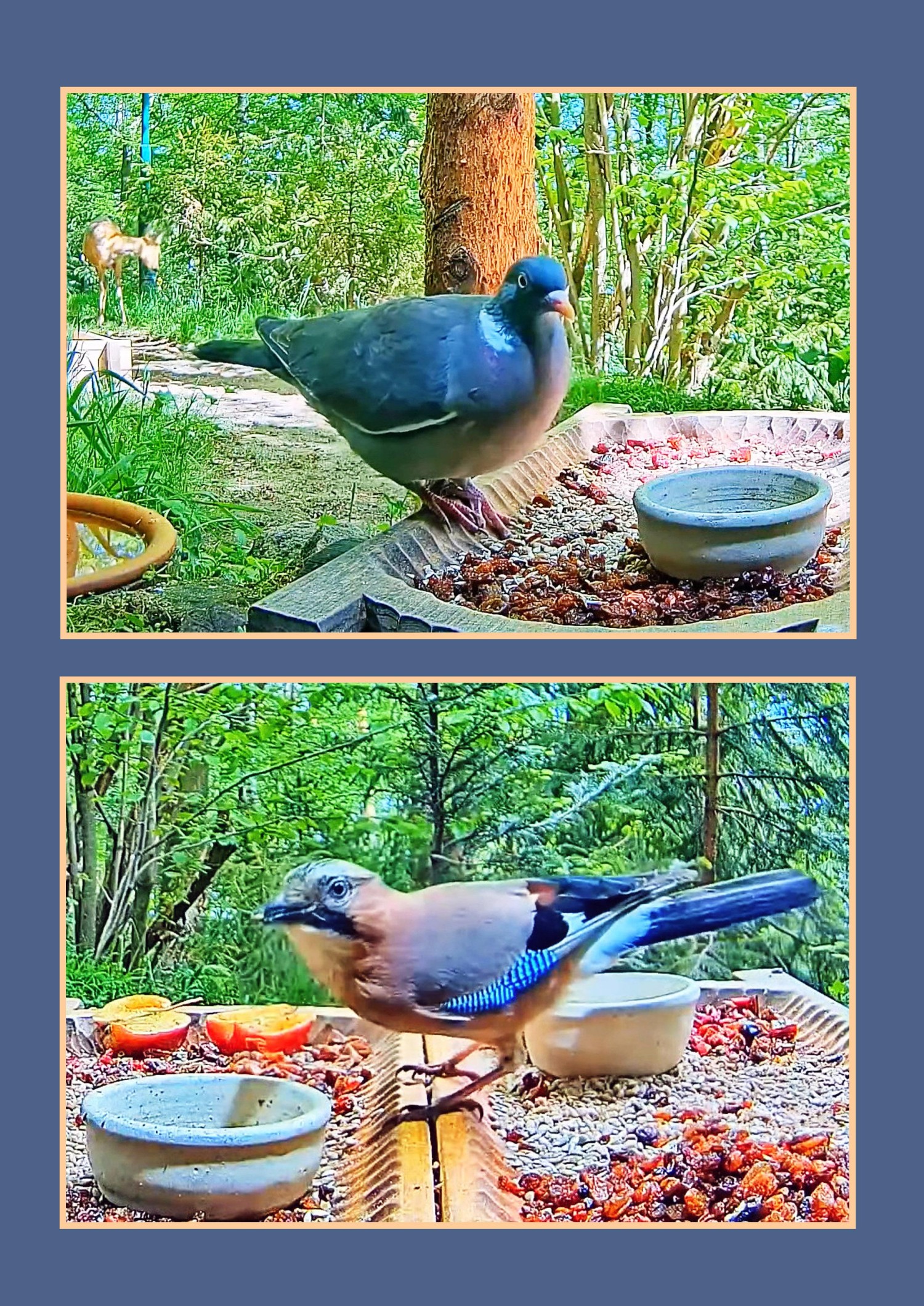 livebirdspoland_86678378162922e61a9d6343b33b2a6b.jpg