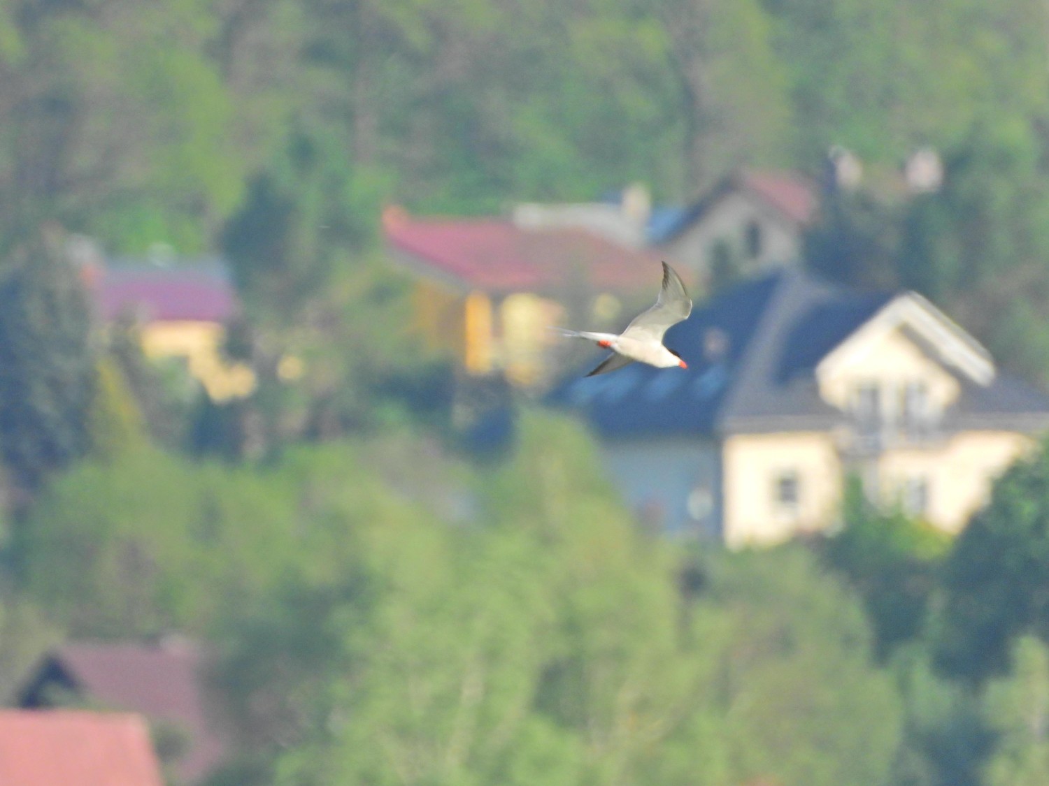 livebirdspoland_f6dd2064ff8de662568435f71014e175.jpg