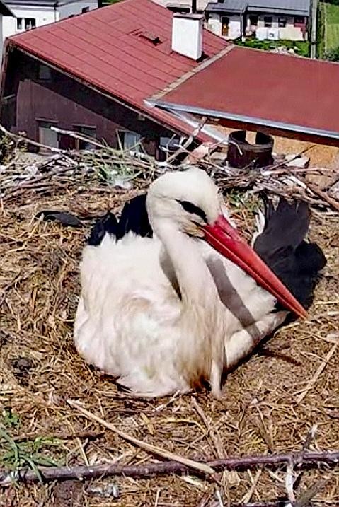livebirdspoland_77c2546d97a5a1f6d599e8274571e8c4.jpg