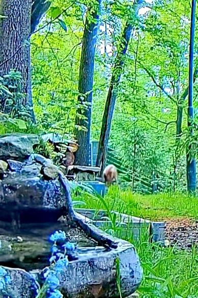 livebirdspoland_79676515c3f0c504d0f68fb6e5d56a78.jpg