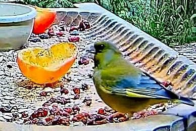 livebirdspoland_efa58899e972e8817f012054867460bf.jpg