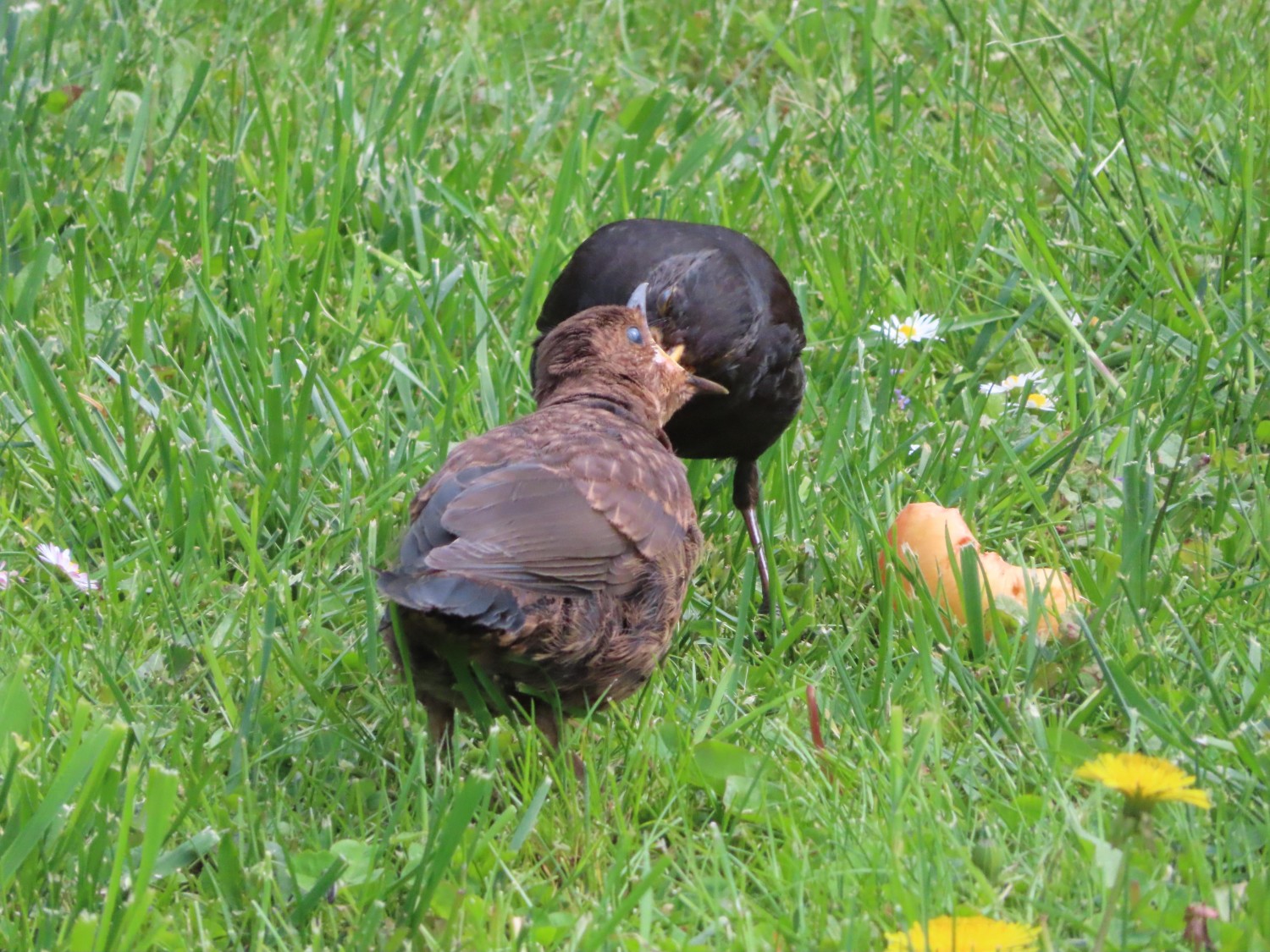 livebirdspoland_7187780a3724441a4bbdb7137a45c568.jpg