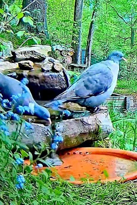 livebirdspoland_b86336cfe449209925dd15a4ae2706ca.jpg
