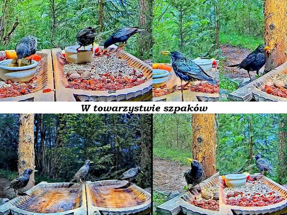 livebirdspoland_0d1ae6bd0ef48b9722341052c308f362.jpg