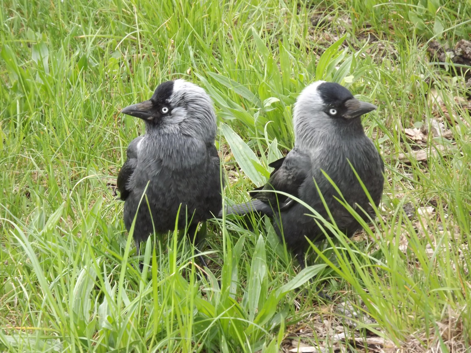 livebirdspoland_b89eb9cc4e6de78283638555e4a0fdea.jpg