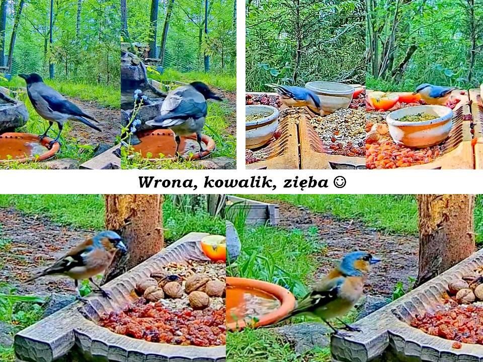 livebirdspoland_c75c423d91f9cdeead077ee3d9a3eca9.jpg