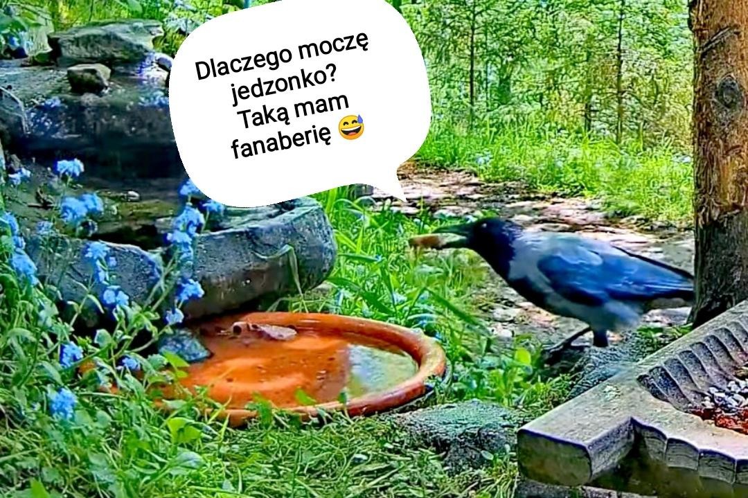 livebirdspoland_9a0af0547ca412cb2a7eeefabc96db26.jpg