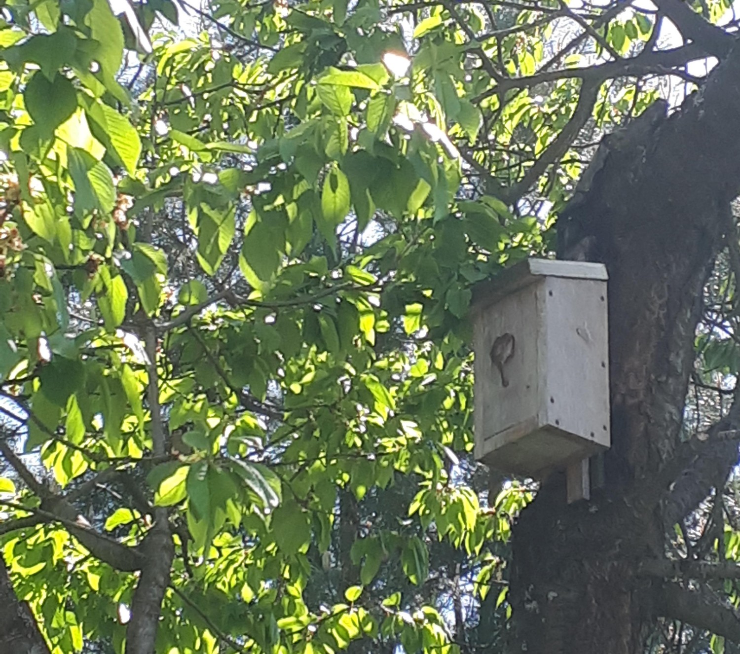 livebirdspoland_7c206d622c963af994286ea4ebddcc5b.jpg