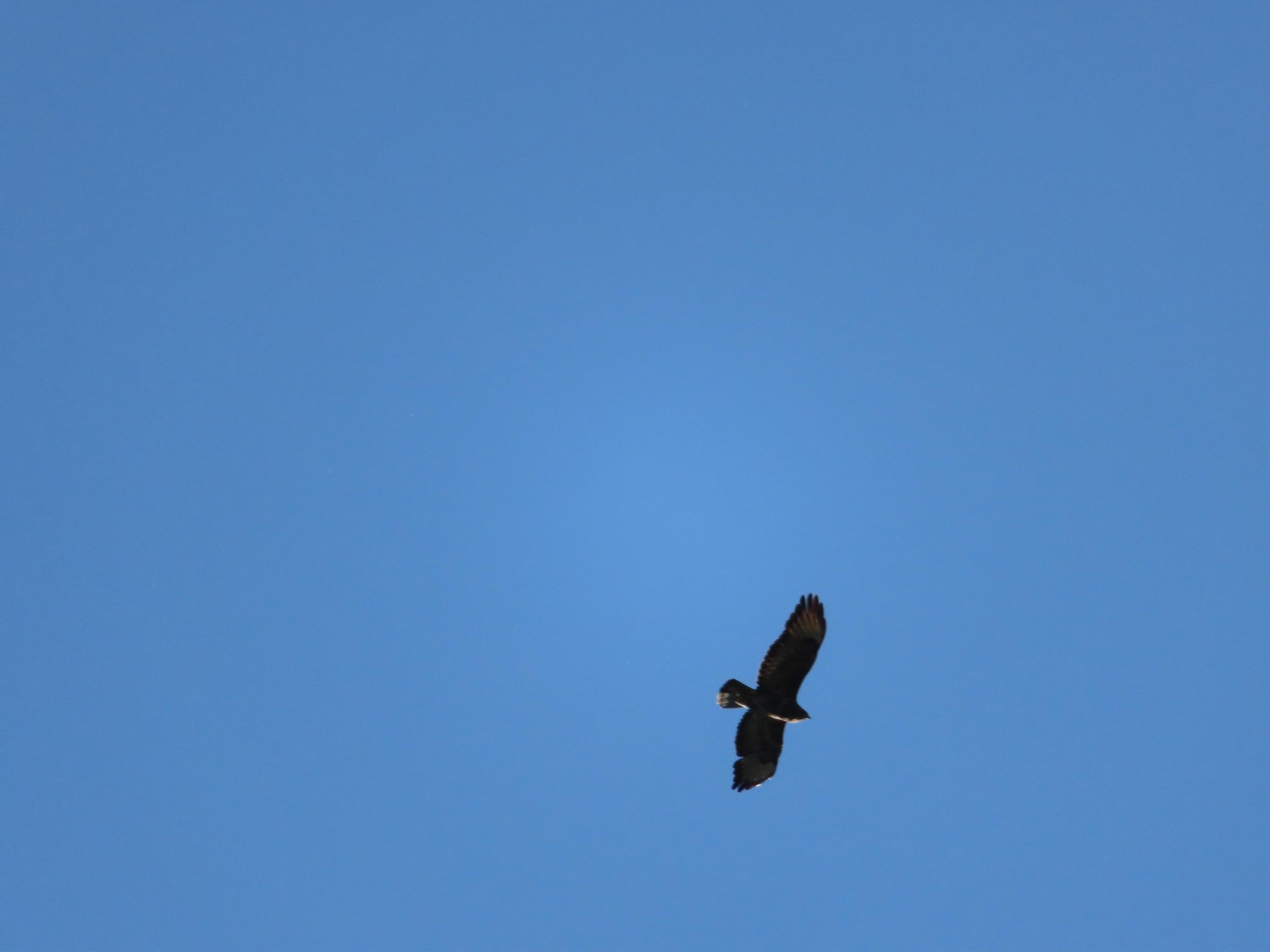 livebirdspoland_21c62f91b684e463793080db531fc9cc.jpg