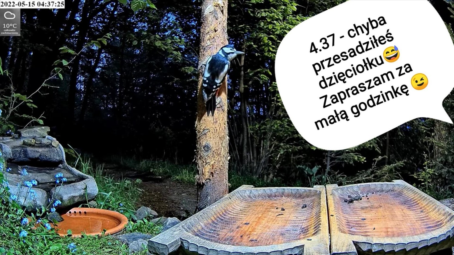livebirdspoland_c5a182517d9360616369a6684e9d7264.jpg