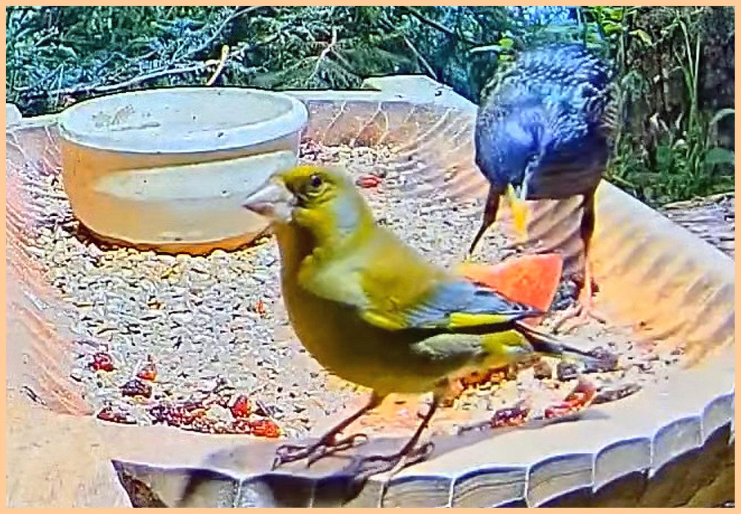 livebirdspoland_3481e60b02b066ef17033082ff043419.jpg