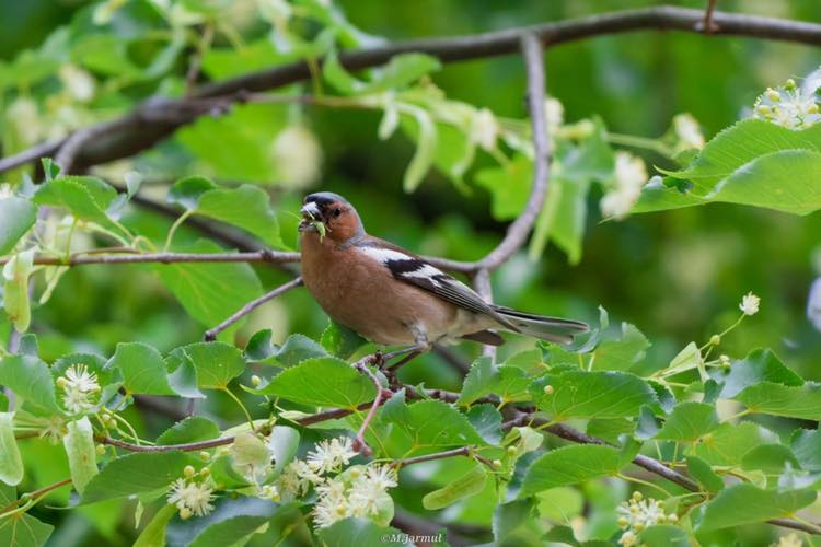 livebirdspoland_3b91e4e2bb2569c7e23c7dfc9923c632.png