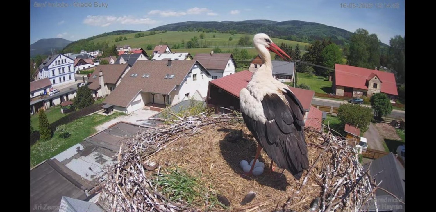 livebirdspoland_434d851bb2b778b35c2385c29d40088c.jpg