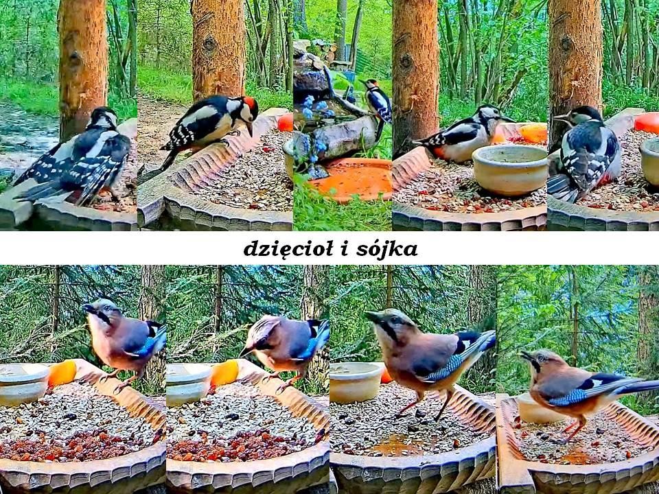 livebirdspoland_2326145ee7a76c40c0da70b47d6a6341.jpg