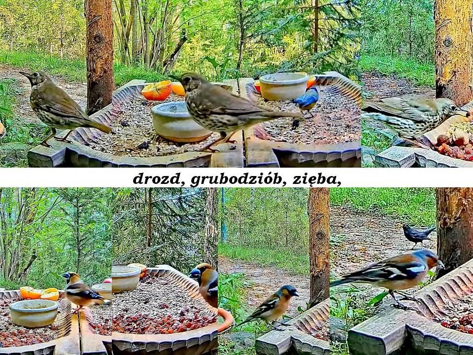 livebirdspoland_b83227c171e3c11967c2745d56aacb0d.jpg