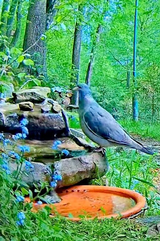 livebirdspoland_f68c250128342c5e5ce0044e20f44eb8.jpg