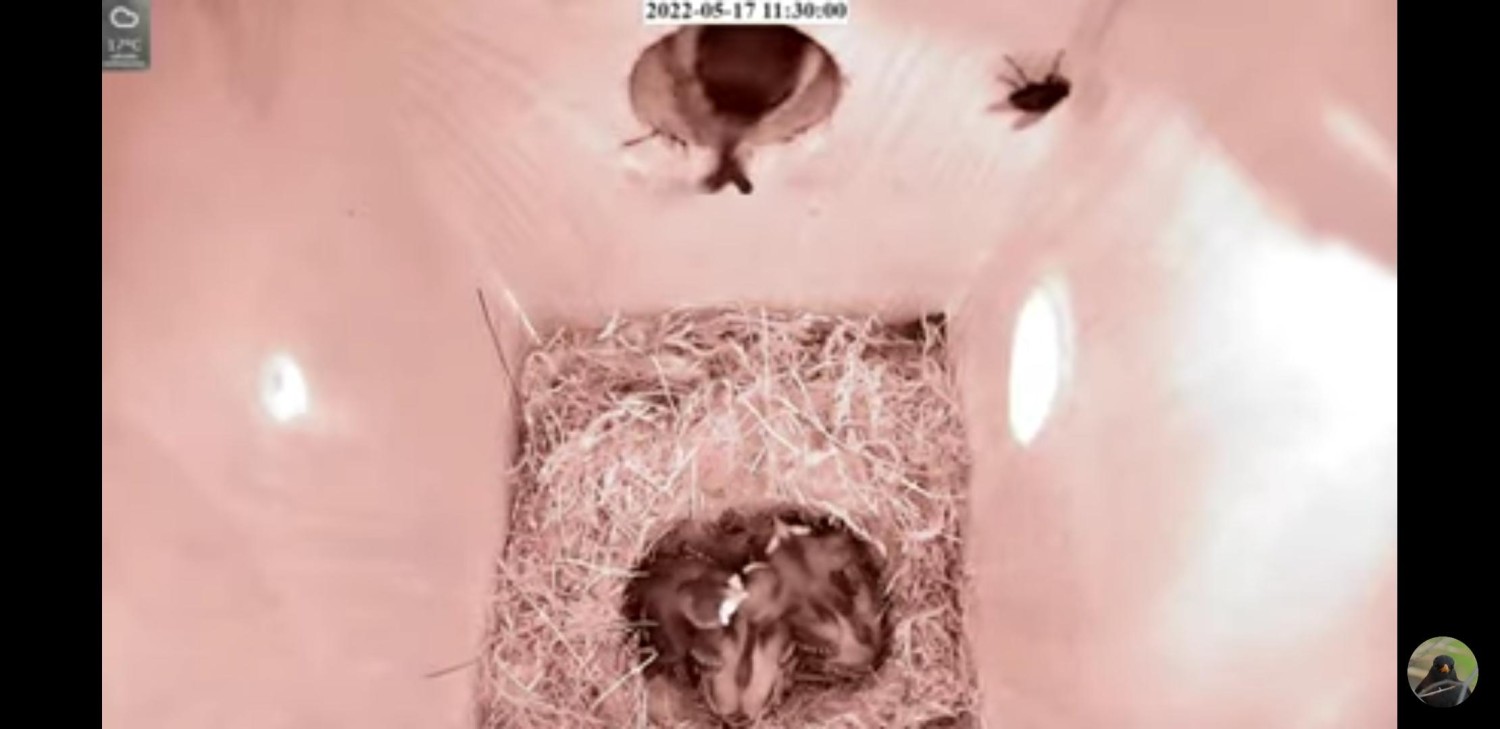 livebirdspoland_c130039c91364ab8064197f3ed6f72fa.jpg