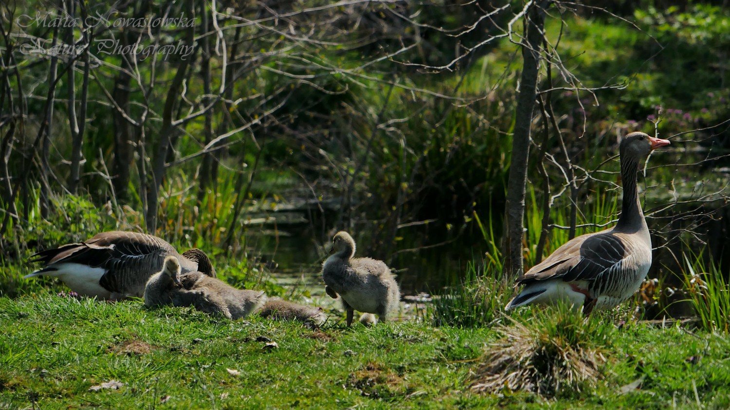 livebirdspoland_9d8e84eb32cff6b5f161c089af2dabf8.jpg