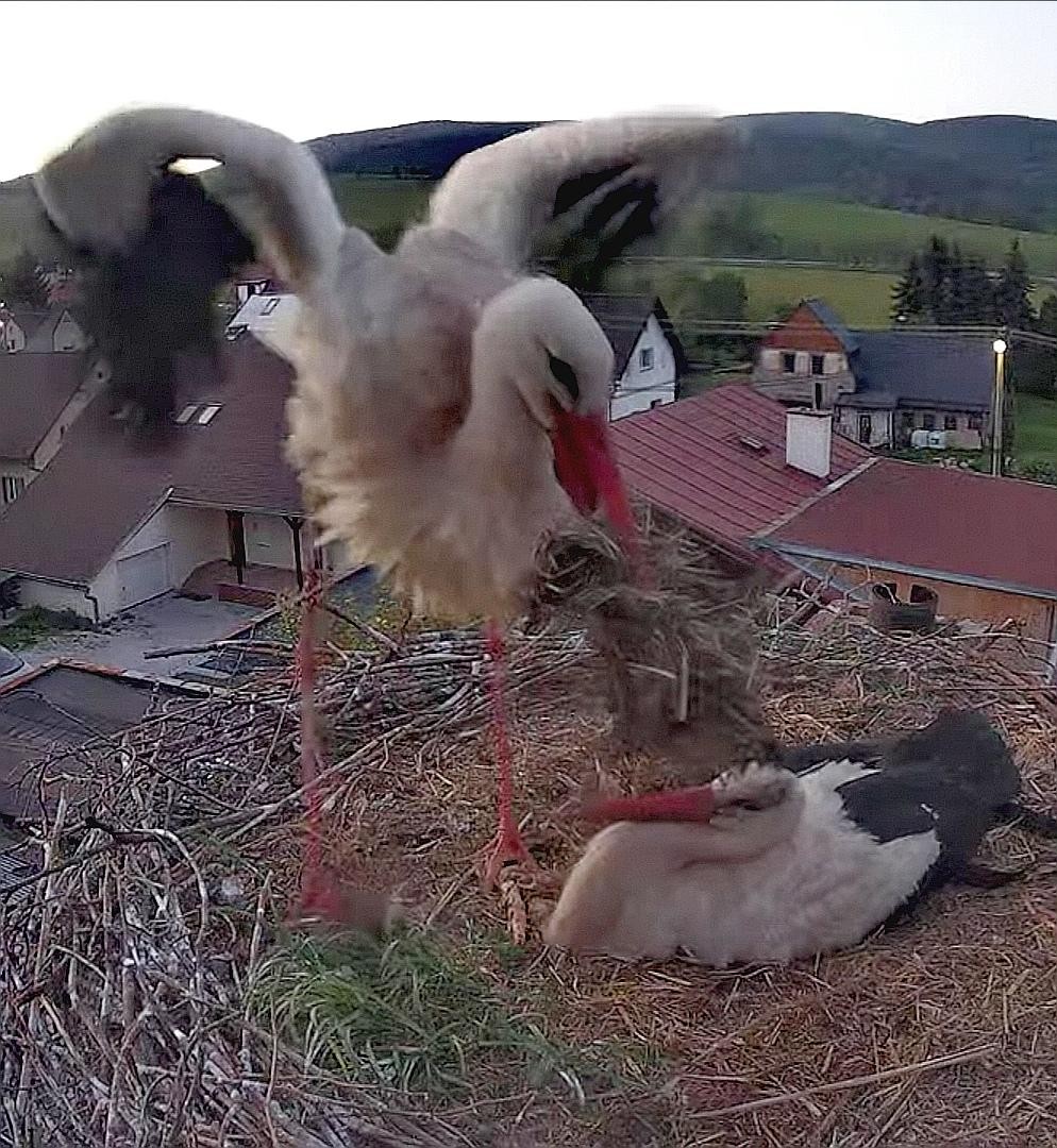livebirdspoland_84894d65aba12a55e09478ac6cd2d37e.jpg