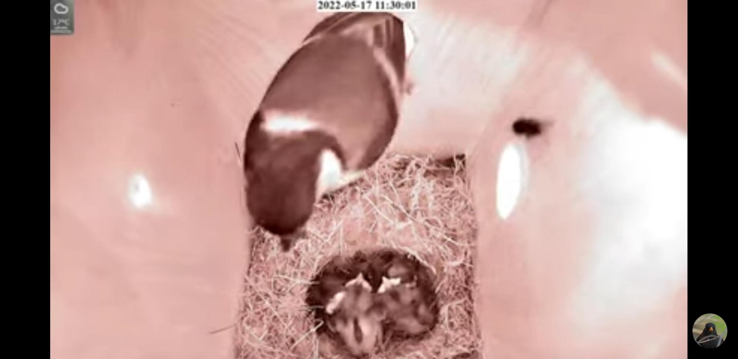 livebirdspoland_4de8713870f94cd6d6685b7d7cb5034a.jpg