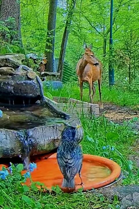 livebirdspoland_ca33cf7fa681b87e26ce76281ca4f69a.jpg