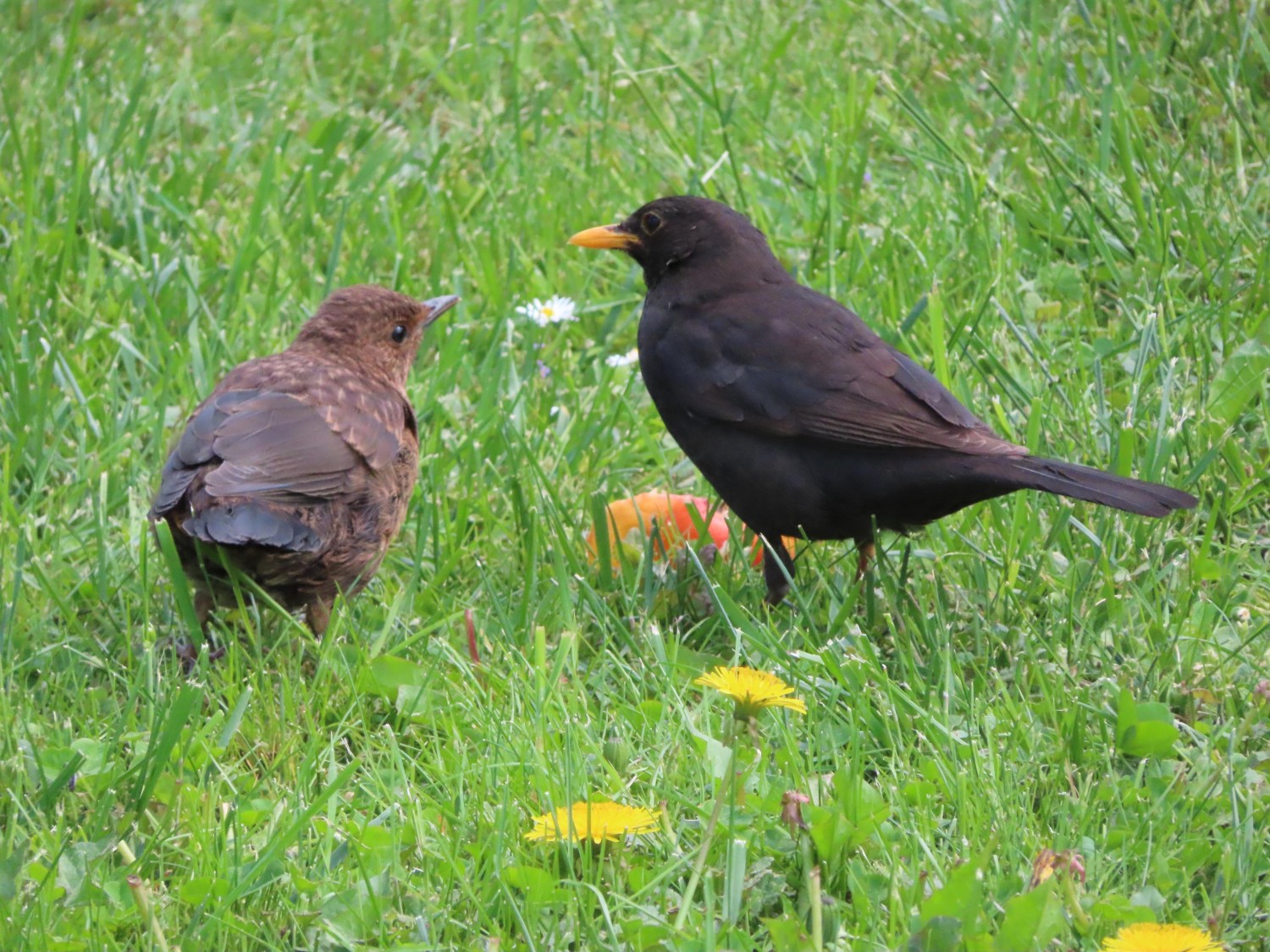 livebirdspoland_dd8f9d53906091076486ba913867b828.jpg