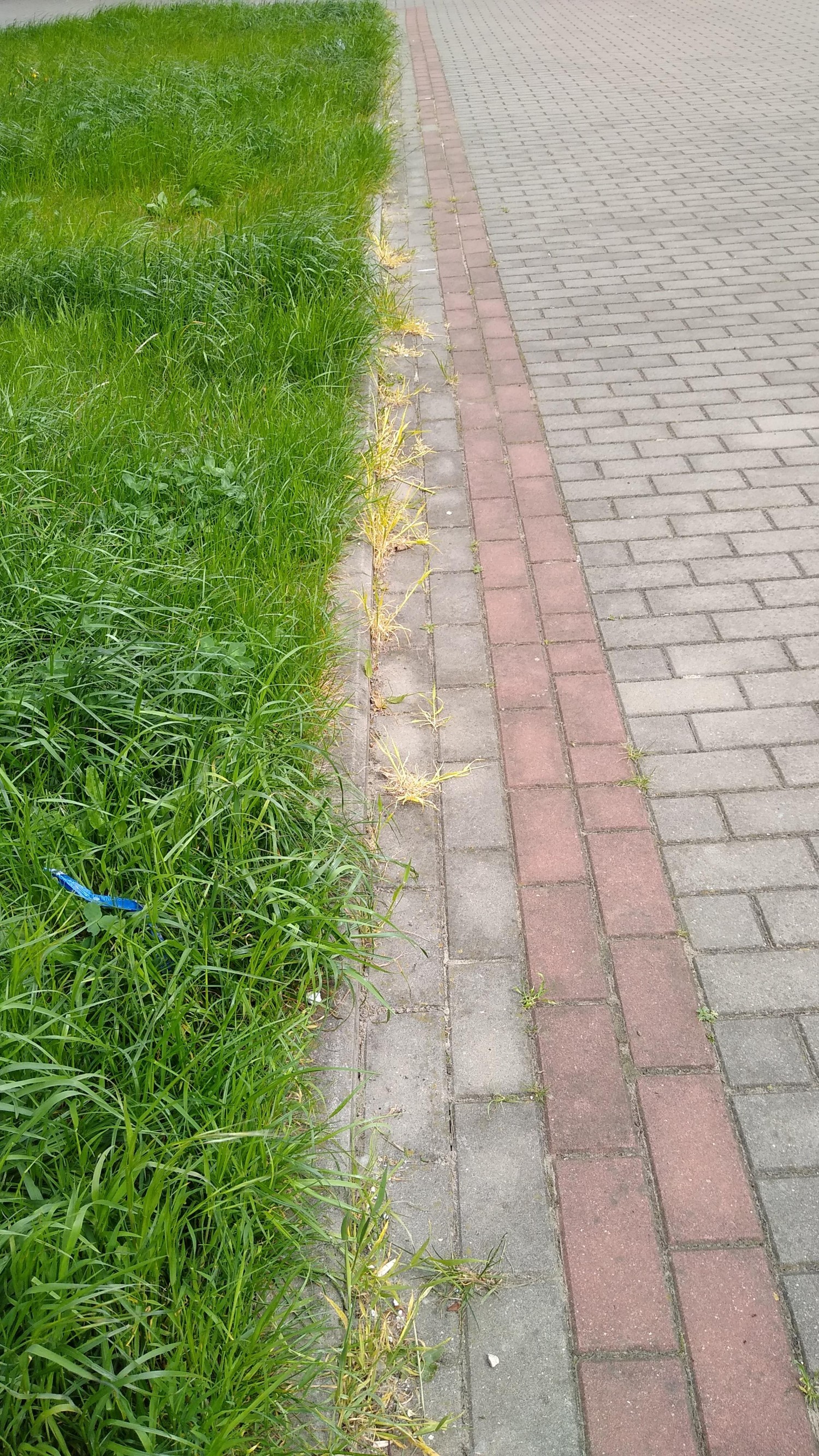 livebirdspoland_3db0c59c7faa3a3838cc8baff8964df0.jpg