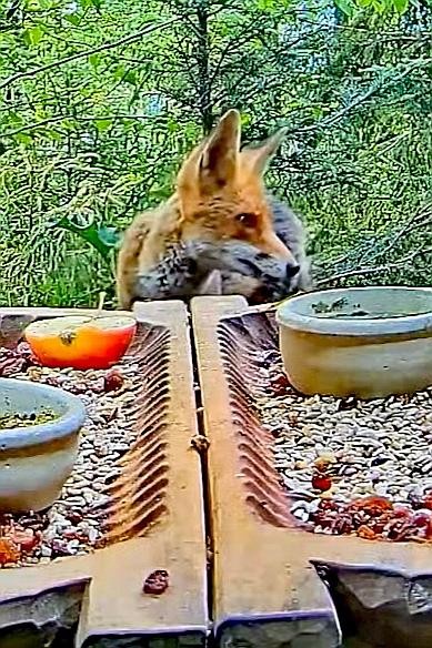 livebirdspoland_c6a463a4008583c888a57e8aa19764ae.jpg