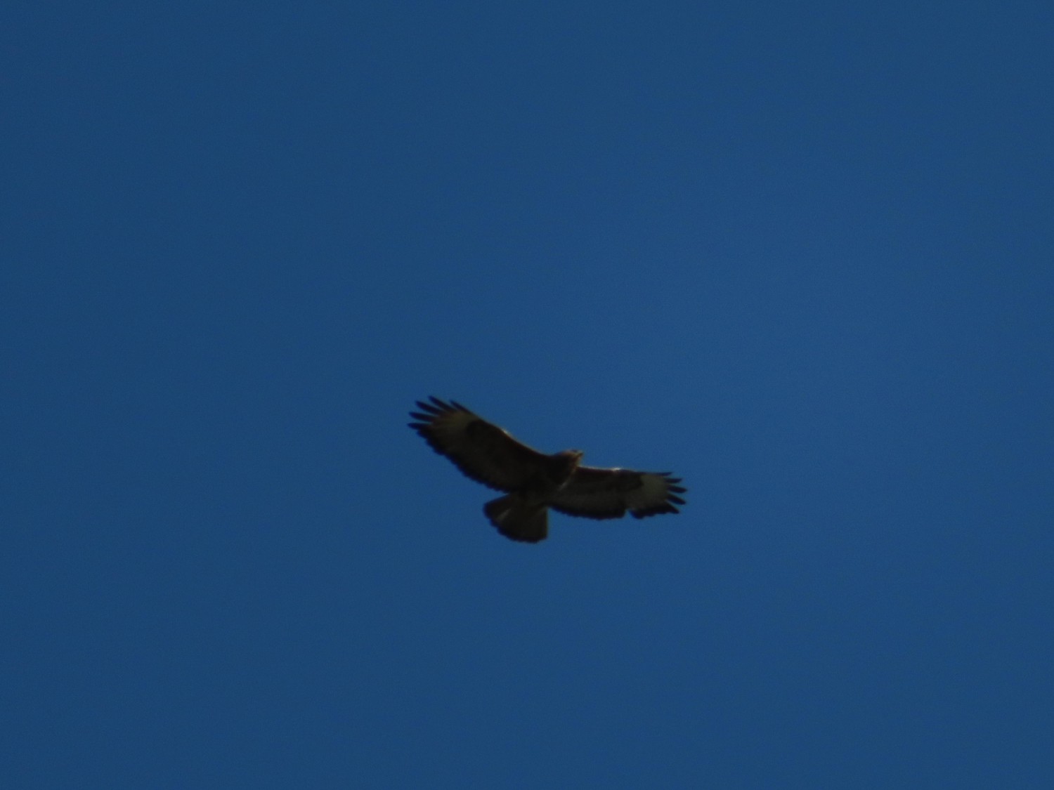 livebirdspoland_beb659d5f96a940bb5a079480cca7d49.jpg