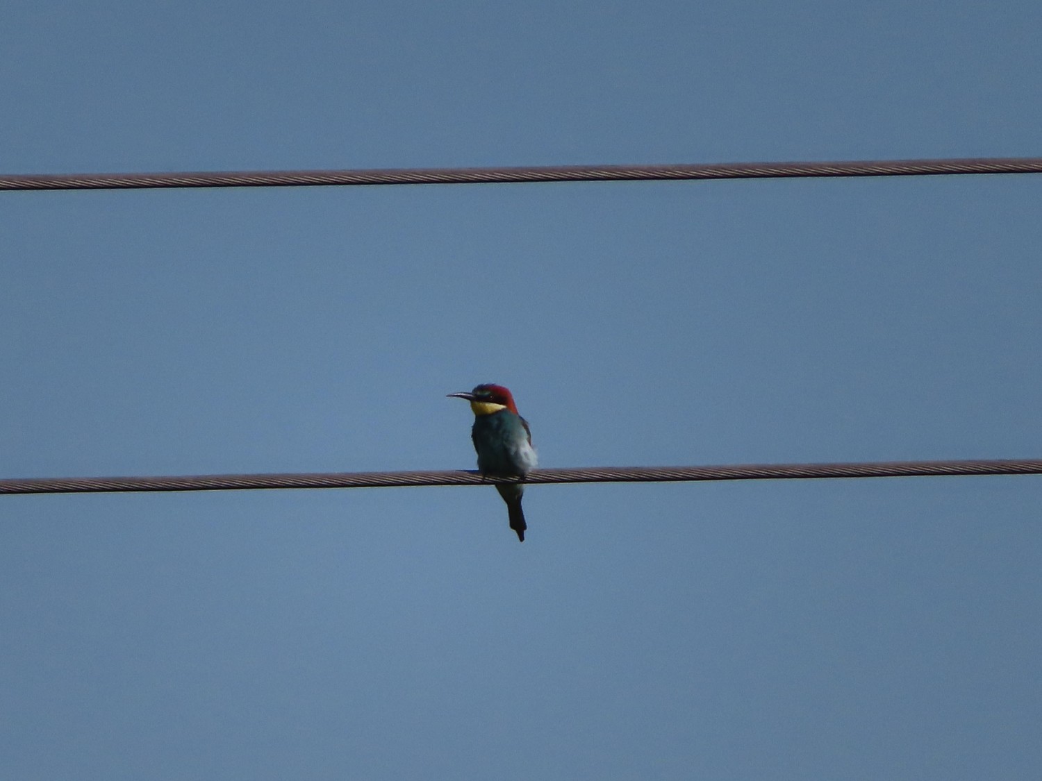 livebirdspoland_dfb73b19af568ae9981689253805535a.jpg