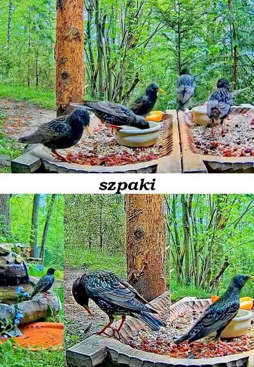 livebirdspoland_31be2b9b7e9587fb4de46833f4fae1c2.jpg