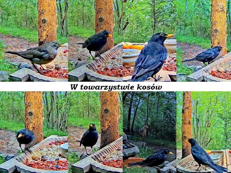 livebirdspoland_2888c0819ca2fb0a7b01e570c31b09dc.jpg