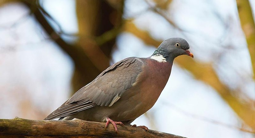 livebirdspoland_17fcde59e3105627ae76c1d71543bc6d.png