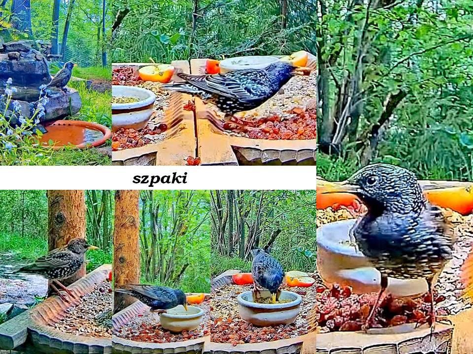 livebirdspoland_56eeb64ffbd8804b47da20c8a933a421.jpg