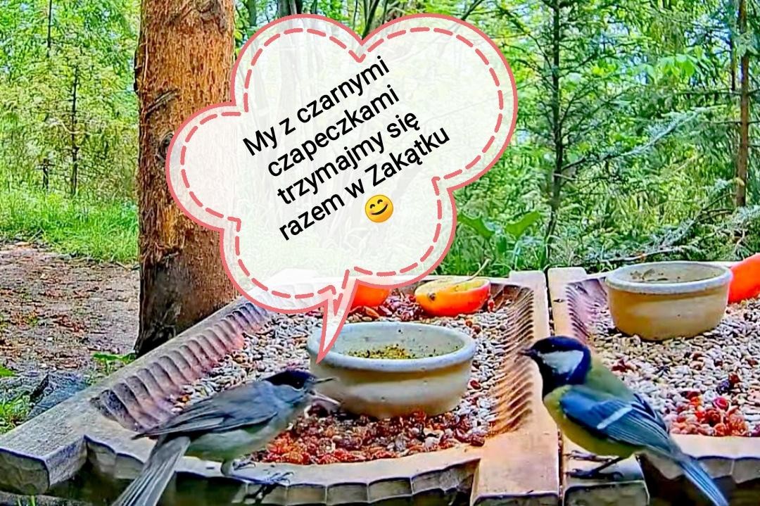 livebirdspoland_20ad4757f898c24ea09174265e5dcb0e.jpg