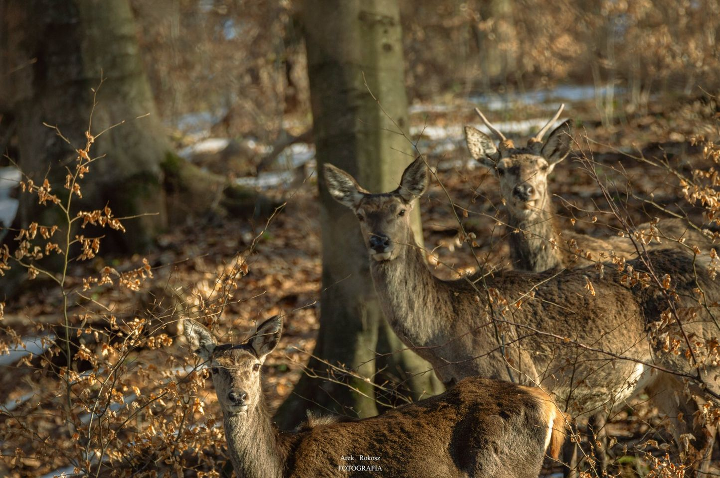 livebirdspoland_cf3136472d523188c3fa2959101dd8f6.png