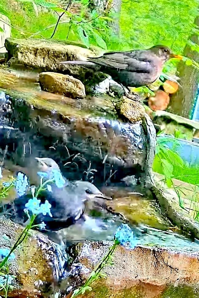 livebirdspoland_4b86a63aa61199f802b34e21ceadcbbc.jpg