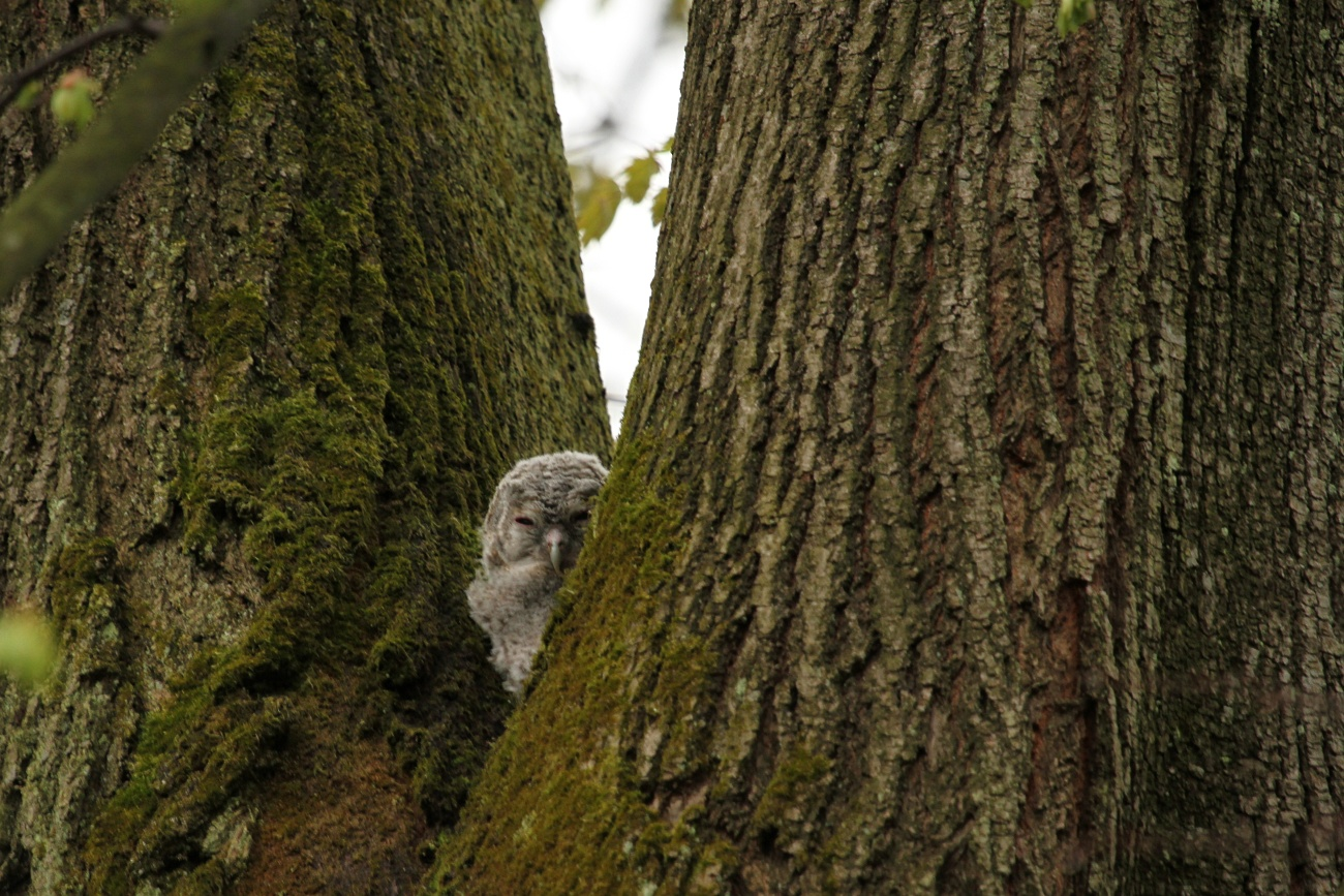 livebirdspoland_ef5ed09e60ce1f56cf7b6e621743c588.png