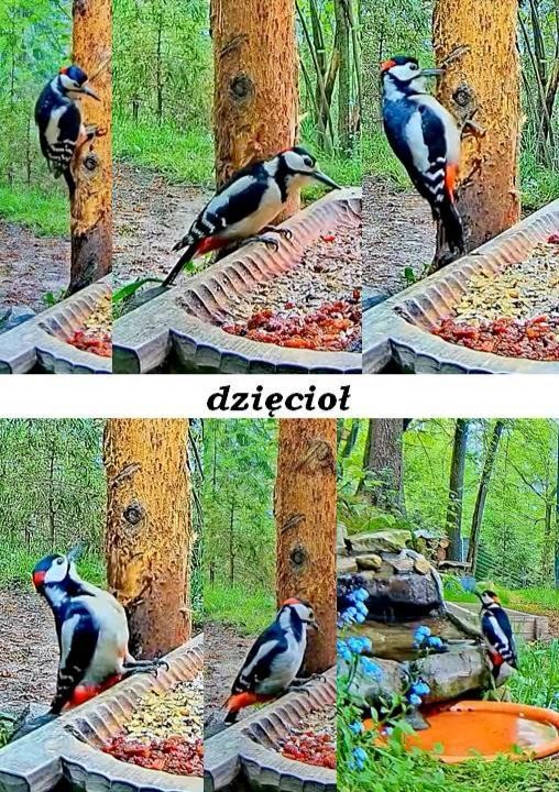 livebirdspoland_3fb87f2feeb3a569cd8a08d026f176de.jpg
