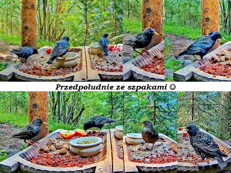 livebirdspoland_6ce9d66f24eb438a44213a25f3c4a2d6.jpg