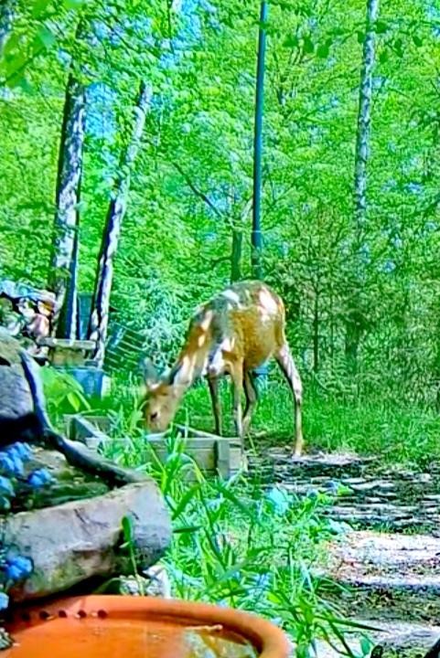 livebirdspoland_0624ba22c55f59b3e723272e103e698f.jpg