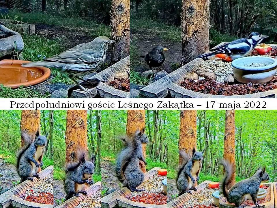 livebirdspoland_71a248910600a050a8d4e6ecd316a98b.jpg
