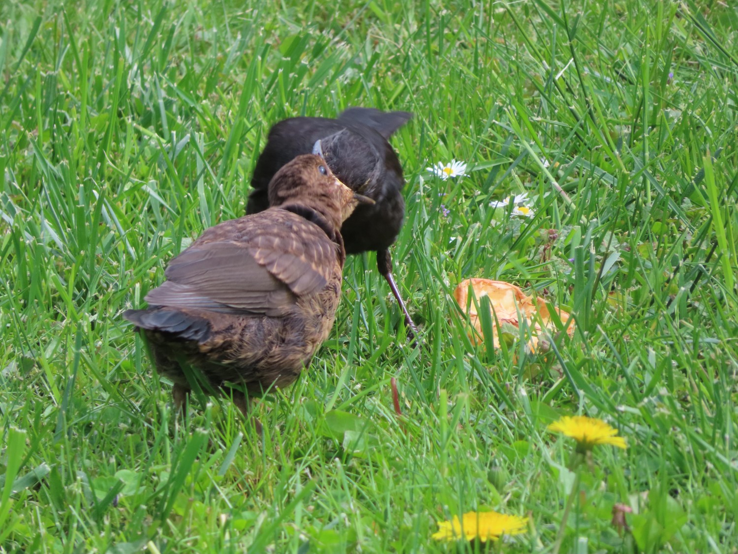 livebirdspoland_04f52f735a18e208d86f15ab4c6f7641.jpg