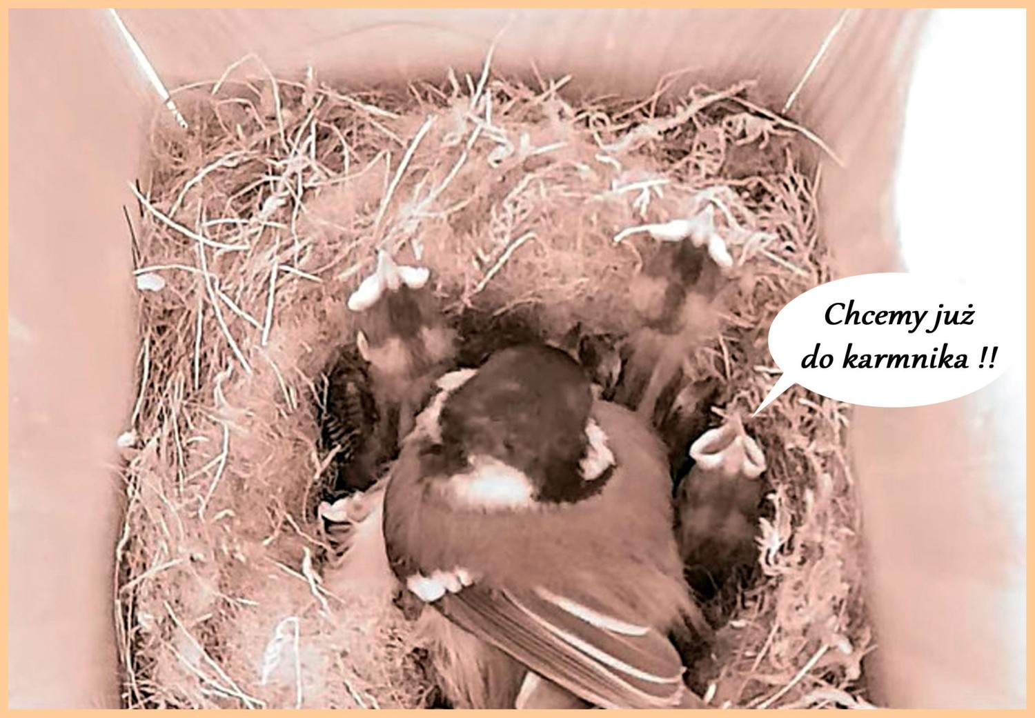 livebirdspoland_dac88bb970a55e7104561a070ff6c2e1.jpg