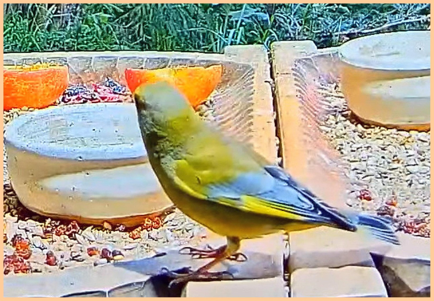 livebirdspoland_321943b6ce18d85d3cc90becb59c98c2.jpg