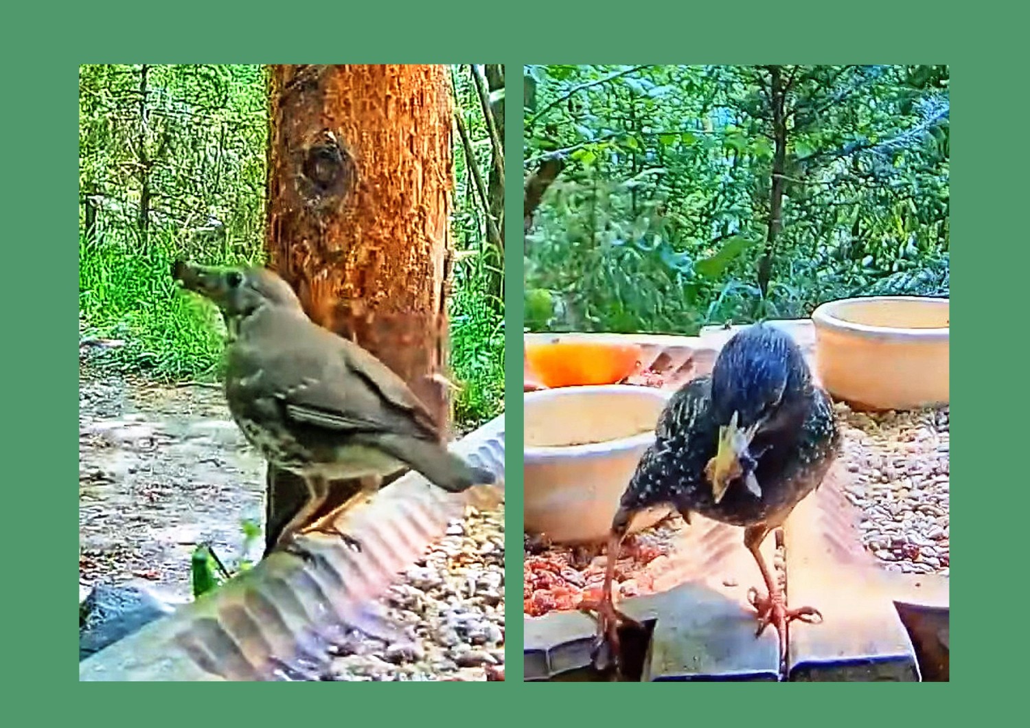 livebirdspoland_91d1e841b0ccf9f2419d337796a93e17.jpg