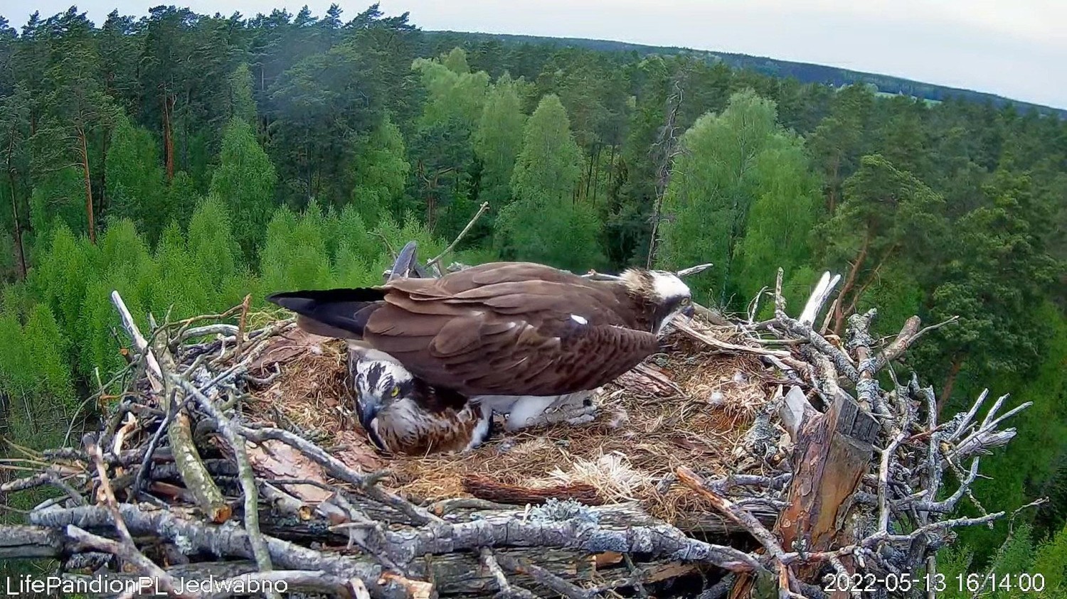 livebirdspoland_b54c1729fcbc5d062b938ba72fa1f153.jpg